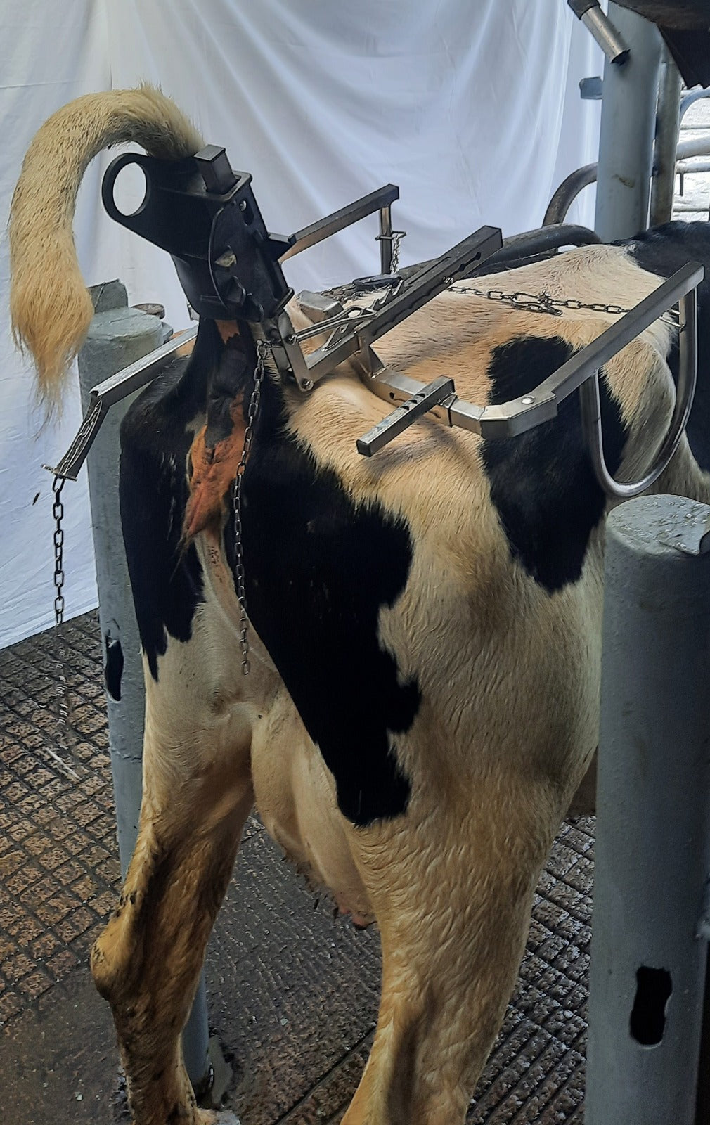 TailJack Cow Restraint - Stops Cows Kicking
