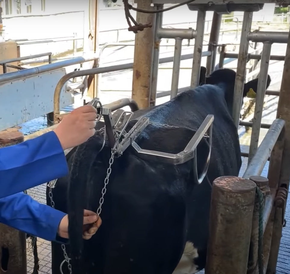 TailJack Cow Restraint - Stops Cows Kicking